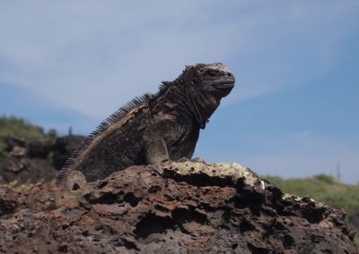 marine iguana - San Cristobel